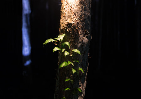 Bark of tree at the dark forest at night. Long exposure photo of tree bark. selective focusの写真素材