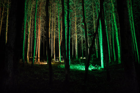 magical lights sparkling in mysterious forest at night. Nightmare pine forest. long exposure shotの写真素材
