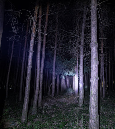 magical lights sparkling in mysterious forest at night. Nightmare pine forest. long exposure shotの写真素材