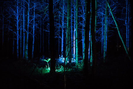 magical lights sparkling in mysterious forest at night. Nightmare pine forest. long exposure shotの写真素材