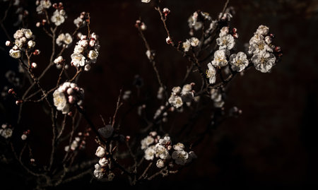 Bloom flower apricot tree. Apricot tree flowers with soft focus. Spring white flowers on a tree branch during night time. Apricot tree in bloom.の写真素材