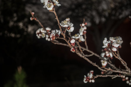 Bloom flower apricot tree. Apricot tree flowers with soft focus. Spring white flowers on a tree branch during night time. Apricot tree in bloom.の写真素材