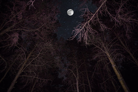 Pine trees in the night sky at forest. Beautiful night in wild forest. Long exposure shotの写真素材
