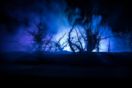 Spooky dark landscape showing silhouettes of trees in the swamp on misty night. Night mysterious...