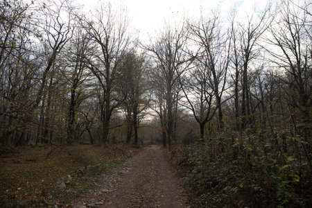 Embarking on an Azerbaijan Adventure: Traversing a Winter Forest Trail Amidst Autumn Leaves, Bathed in the Radiant Glow of the Setting Sunの写真素材