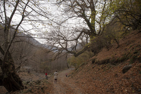 Embarking on an Azerbaijan Adventure: Traversing a Winter Forest Trail Amidst Autumn Leaves, Bathed in the Radiant Glow of the Setting Sunの写真素材