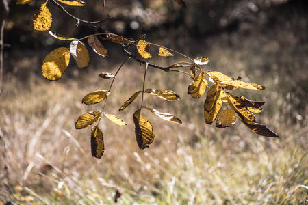 Traversing a Winter Forest Trail Amidst Autumn Leaves, Bathed in the Radiant Glow of the Setting Sunの写真素材