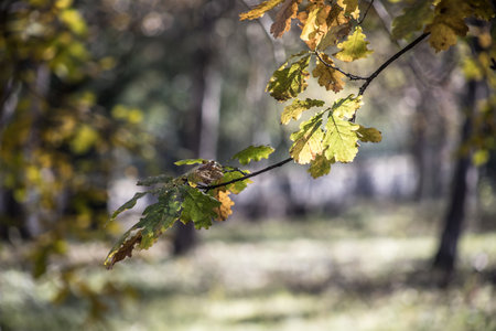 Traversing a Winter Forest Trail Amidst Autumn Leaves, Bathed in the Radiant Glow of the Setting Sunの写真素材