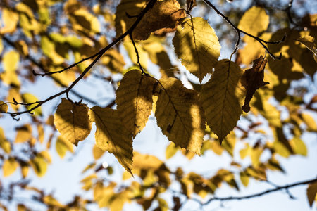 Traversing a Winter Forest Trail Amidst Autumn Leaves, Bathed in the Radiant Glow of the Setting Sunの写真素材