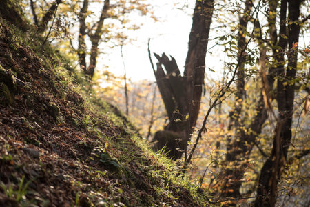 Traversing a Winter Forest Trail Amidst Autumn Leaves, Bathed in the Radiant Glow of the Setting Sunの写真素材