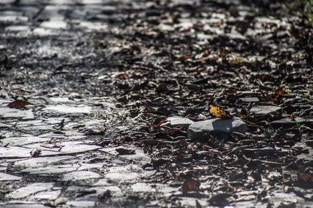 Traversing a Winter Forest Trail Amidst Autumn Leaves, Bathed in the Radiant Glow of the Setting Sunの写真素材