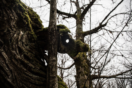 tree with moss on roots in a green forest or moss on tree trunk. Tree bark with green moss. Selective focus.の写真素材