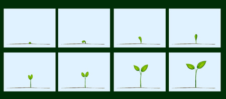 Animation of seed germination on soil, evolution conceptのイラスト素材
