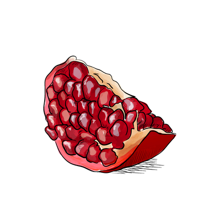 Hand drawn illustration of pomegranate. Vector illustration.のイラスト素材