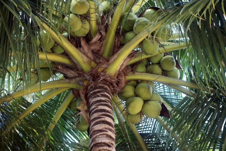 coconut palmの写真素材