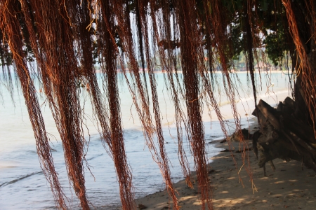 tropical beachの写真素材