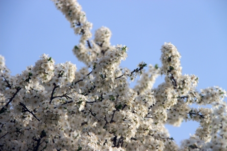 white  spring and flowering branchの写真素材