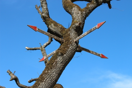 pointer to the treeの写真素材