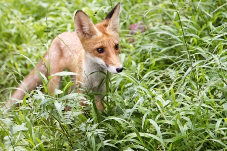 wild Fox in a forest near the burrows