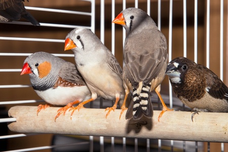 Pets-bird's Japanese and zebra finches. fanciscanus.の素材