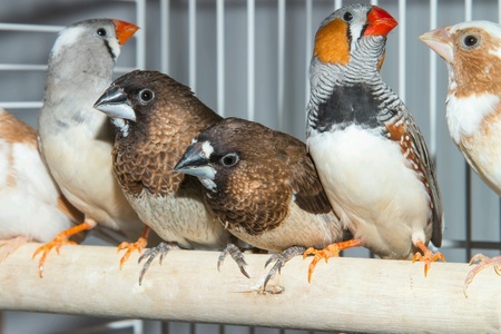 Pets-bird's Japanese and zebra finches. fanciscanus.の素材
