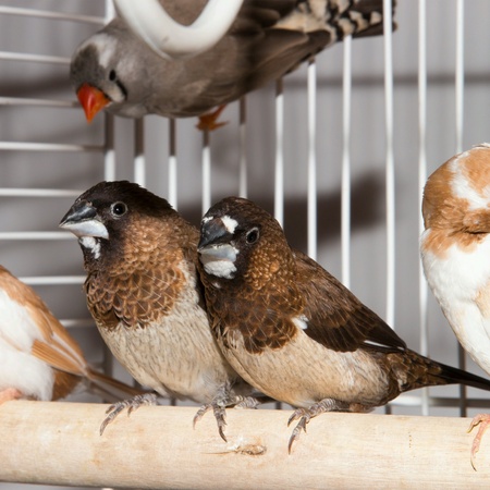 Pets-bird's Japanese and zebra finches. fanciscanus.の素材