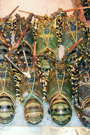 Seafood in the market,  king shrimps and lobstersの素材