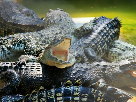 Crocodiles on the farmの素材