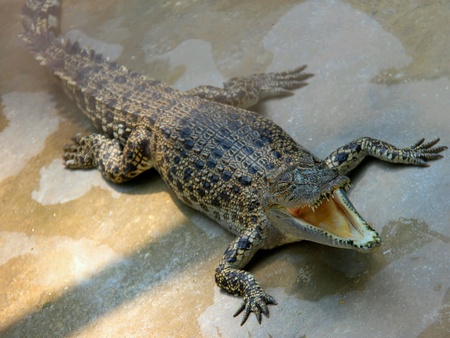 Crocodile on the farm, open mouth,  reptile, alligator, show.の素材