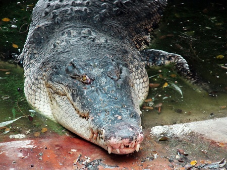 Crocodile in the water の素材