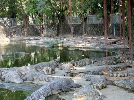 Crocodiles in the water の素材