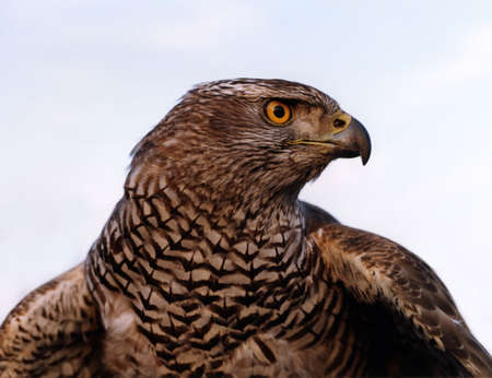 eagle Falconの写真素材