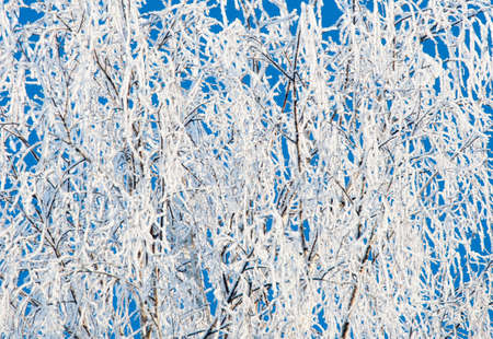 Winter landscape, birch branches covered with frost