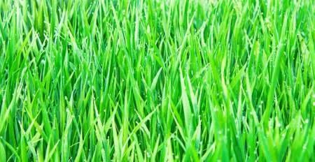 Fresh green grass with water dropletの写真素材