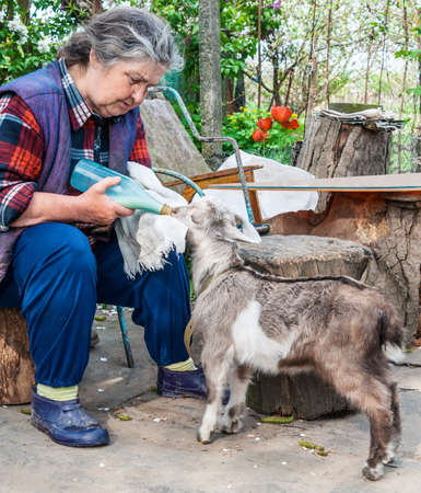 Farmer feeding a baby goat with a milk bottle の写真素材