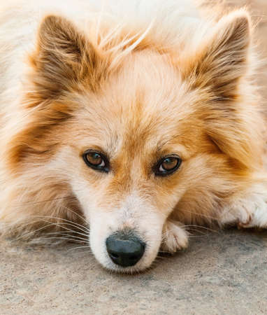 Portrait of a dog on a chain   の写真素材