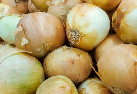 Fresh onionの写真素材