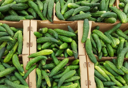 green cucumbers in boxesの写真素材