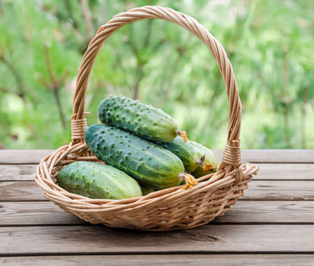 Cucumbers in a basket on a background of natureの写真素材