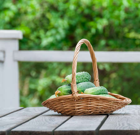 Cucumbers in a basket on a background of natureの写真素材