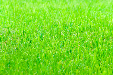 Green grass as texture or background. Natureの写真素材