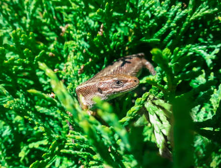 Brown lizard on a background of green bush arborvitaeの写真素材