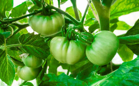 Green tomatoes in the greenhouse . Agriculture concept.の写真素材