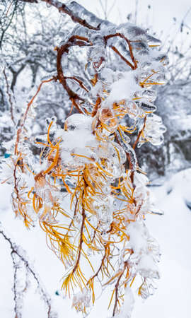 Branches of a tree covered with ice and snow. Winterの写真素材