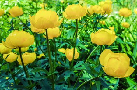 Beautiful yellow flowers Trollius asiaticus on flowerbed in garden.の写真素材