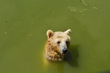 brown bear in water