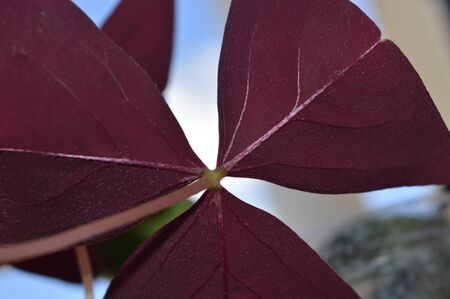 purple flower leavesの写真素材