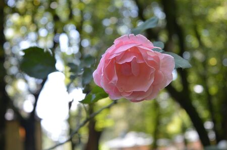 pink rose in the gardenの写真素材