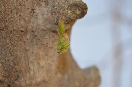 close up of a branch of a treeの写真素材