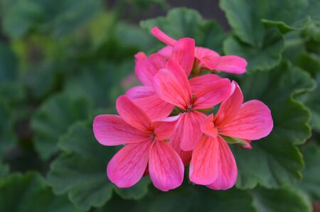 pink flower in the gardenの写真素材
